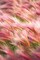 Foxtail Barley IV Poster Print by Alan Majchrowicz - Item # VARPDX52315
